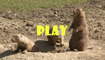 wildpark
